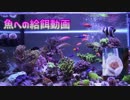 【アクアリウム】魚への給餌動画 2017/05