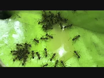 【小さな世界】アリ観察日記 番外編　アリのテラリウム　【小さな奇跡】