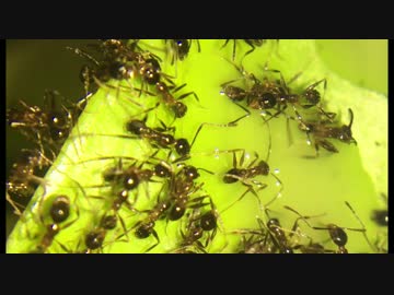 迫真ヒアリ対策部　ホモと見るアリのテラリウム