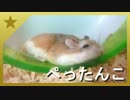 【ロボロフスキーハムスター】チップさんがペターンするだけ
