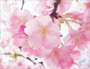 いきものがかり　sakura 歌ってみた　らく