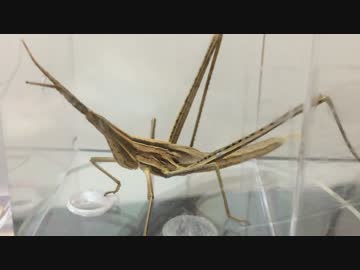 蟻戦争＃155 広いフィールドでクロヤマアリVS巨大バッタ！編