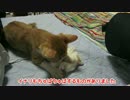 ふみふみもみもみちゅぱちゅぱな子猫。