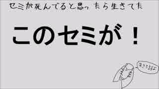 【さとうささら】「セミが死んでると思ったら生きてた」【オリジナル】