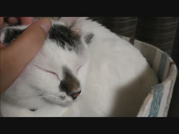 帰りたくないんだけど誘導され渋々寝室に帰る猫