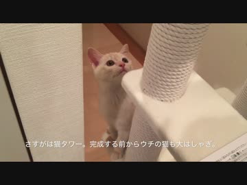 初めてのキャットタワーにはしゃぐ子猫