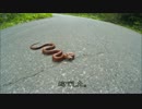 クソ社畜が行く、初夏ツーリング④（志賀草津道路～切明温泉）