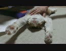 全力でモフれと言わんばかりの猫。