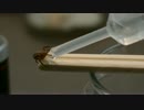 カニグモに水を飲ませるだけの動画