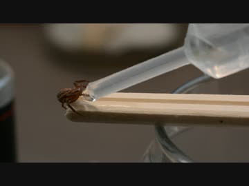 カニグモに水を飲ませるだけの動画