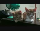 たっぷり遊んで電池切れな子猫がかわいい