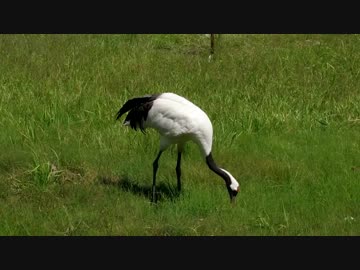 【全天球】北海道10日間ほぼ一周　～7日目 予定変更～【米国製】