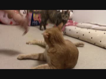 拾いねこ＠生後1859/1826日目　連日アクティブ気味なアコさん。