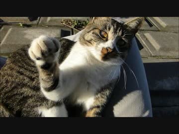 野良猫がいきなり膝の上に乗っかってきて暴れて最後には爆睡