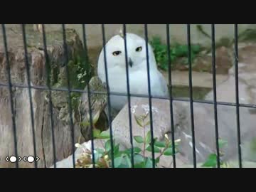 【東武動物公園】ちょっと可愛いシーン集【グレープ君達】