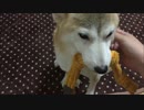 ミミとモカの朝の反応