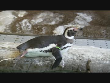 ペンギン「前に進まないなぁ…」