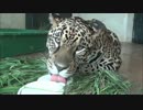 ジャガー、ミルクの氷を食べる