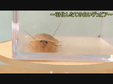蟻戦争＃156 アリのエサとしてゴキブリ飼ってみた！？編