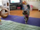 捕ってきたよ