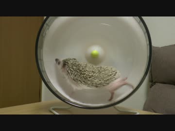 ハリ活.vol 8 ~自由に、きままに~