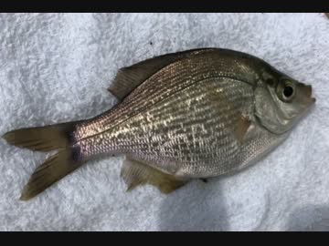 釣り動画ロマンを求めて 73釣目（アイクル）