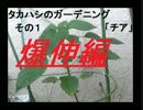 タカハシのガーデニングその１「チア」爆伸編