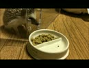 ハリネズミのガム - 23～いじわる～