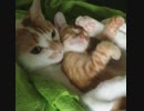 いちゃ猫　あぐーとむぎ