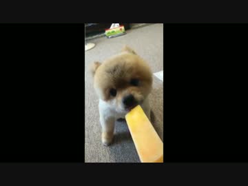 ペロリスト、ペロる。（よいこのペロリストはマネしないでね！）