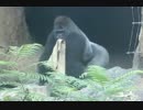 慌ただしいハオコとニシゴリラの仲間たち（上野動物園）