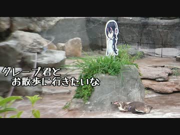グレープ君とお散歩に行きたいフルル【東武動物公園】