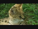 今日のサーバルユカちゃん2017/08/11