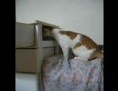 タンスに挑む ねこ