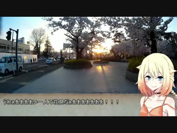 【ONE車載】ご近所ツーリング　～高田公園 夜桜編～