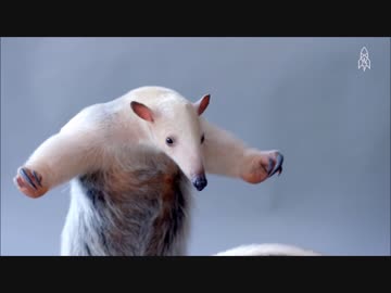 アプリ版フレンズを動物ドキュメンタリーで紹介するよ part16