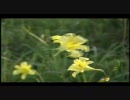 VIENTO-ゆうすげ