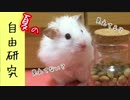 【ハム動画】ハムスターと自由研究してみた！