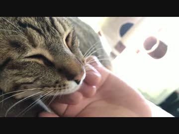 朝起きたら大きな猫がこちらを見つめていた。
