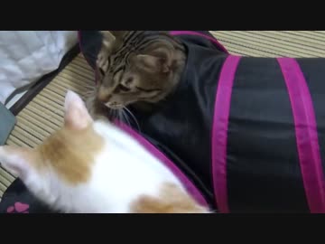 【流血注意】最近うちの猫が怖いんです…