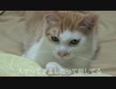 猫にずーーーーーーーっと見られていた