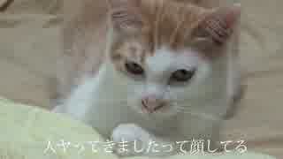 猫にずーーーーーーーっと見られていた