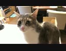 【あげます】チュールをねだる猫がかわいすぎるんだが…