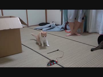 【事故】猫同士が正面衝突で子猫がふっとばされる！！