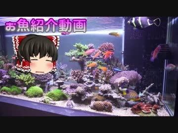 【アクアリウム】お魚紹介動画 2017/08