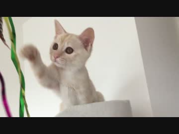 キャットタワーを大いに楽しむ子猫