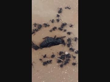 【世界3大奇虫】ヒヨケムシ無双第2弾！「趣味はアリンコ皆殺しです」