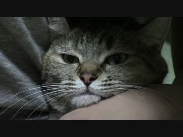 拾いねこ＠生後1863/1830日目　今月の爪切り。