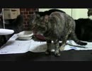 こんしゅうのおやつ【蒼民家の猫々】