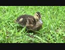 カモのヒナを見に行った